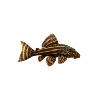 FISCH Zierfisch LDA-001 Golden-Stripe Plec 6-8