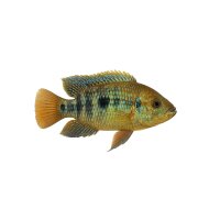 FISCH Zierfisch Aequidens superomaculatum L (DNZ)
