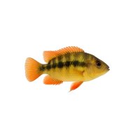FISCH Zierfisch Goldsaumbarsch DNZ 9-12