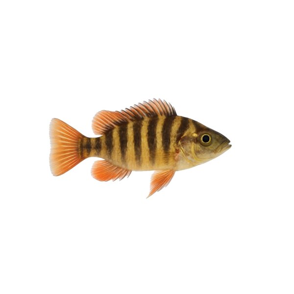 FISCH Zierfisch Achtbindenbuntbarsch NZ 3-4