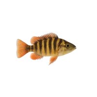 FISCH Zierfisch Achtbindenbuntbarsch NZ 3-4