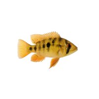 FISCH Zierfisch Tüpfelbuntbarsch DNZ ML