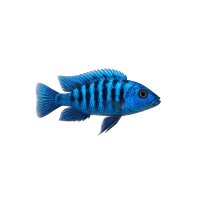 FISCH Zierfisch Blaupunktbuntbarsch DNZ 3-4