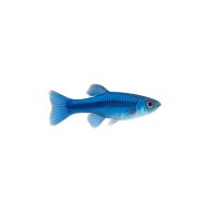 FISCH Zierfisch Neon Blue Blaup. BB DNZ 3cm