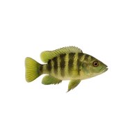 FISCH Zierfisch Grünflossenbuntbarsch DNZ M