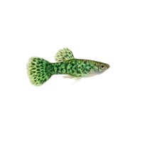 FISCH Zierfisch Marmor Grünflossen BB. DNZ 5-6