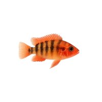 FISCH Zierfisch Sajica Buntbarsch DNZ 3cm