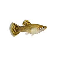 FISCH Zierfisch Bol.Schmetterlingsbuntbar. L