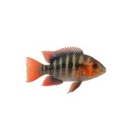 FISCH Zierfisch Bol.Schmetterl.Buntbarsch XL