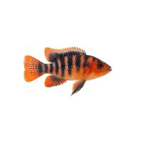 FISCH Zierfisch Schmetterlingsbuntbarsch DNZ M