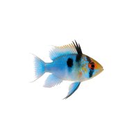 FISCH Zierfisch Ramirezi Blaue Zuchtform L