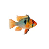 FISCH Zierfisch Ramirezi DNZ King Kong Super Jumbo Showsize