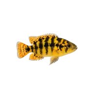 FISCH Zierfisch Schmetterlingsbuntbarsch Wild ML