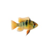 FISCH Zierfisch Schmetterlingsbuntbarsch XL
