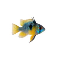 FISCH Zierfisch Stahlblauer Ramirezi DNZ L+