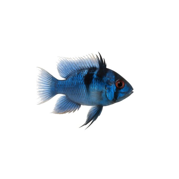 FISCH Zierfisch Schleier Stahlblauer Ramirezi XL