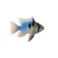 FISCH Zierfisch Stahlblauer Ramirezi DNZ XL