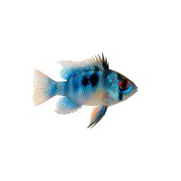 FISCH Zierfisch Blue Punk Electric Ramirezi ML DNZ