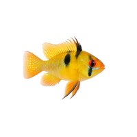 FISCH Zierfisch Gold Ramirezi DNZ M