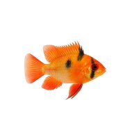FISCH Zierfisch Ramirezi Gold Super Red DNZ King Kong...