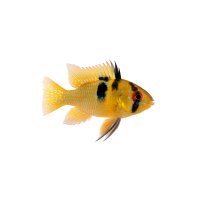 FISCH Zierfisch Gold Ramirezi DNZ L