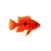 FISCH Zierfisch Ramirezi Gold Super Red DNZ XL