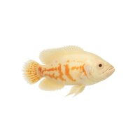 FISCH Zierfisch Albino Tiger Oskar 5-6