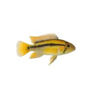 FISCH Zierfisch Apisto. agasizzi Natur L