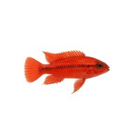FISCH Zierfisch Apisto.agasizzi D-Red DNZ ML-L