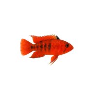 FISCH Zierfisch Apisto. agasizzi Fire Red DNZ ML-L