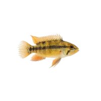 FISCH Zierfisch Apistogramma panduro DNZ M