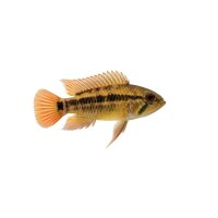 FISCH Zierfisch Apistogramma elizabethae WF. M