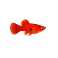 FISCH Zierfisch Kakadu-Zwergbb. D-Red DNZ ML