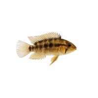 FISCH Zierfisch Apistogramma borelli DNZ ML