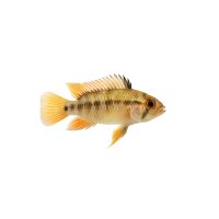 FISCH Zierfisch Apistogramma macmasteri DNZ M-ML