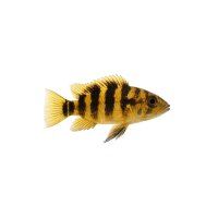 FISCH Zierfisch Apistogr.trifasciata DNZ M