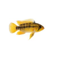 FISCH Zierfisch Apistogramma nijssenii M