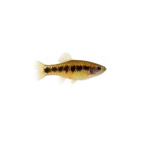 FISCH Zierfisch Schwarzkehl-Zwergbb. II DNZ ML