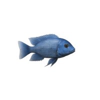 FISCH Zierfisch Cyrtocara moori INZ 7-8