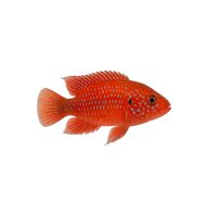 FISCH Zierfisch Hemichromis exsul DNZ 4-6