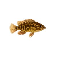 FISCH Zierfisch Giraffen-Buntbarsch Baby 3cm DNZ