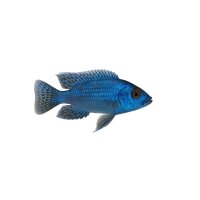 FISCH Zierfisch Aulonon. Mixed Blau 3-5cm