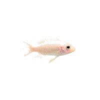 FISCH Zierfisch Aulonaca.Albino Black Eye 6-8