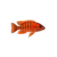 FISCH Zierfisch Aulon. stuartgranti 5-6 Chilumba