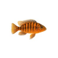 FISCH Zierfisch Aulononcara nijassae 4cm