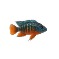 FISCH Zierfisch Aulonacara baenschi DNZ 6-7