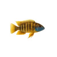 FISCH Zierfisch Aulonacara hansbaenschi INZ8-9