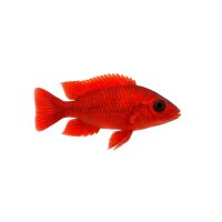 FISCH Zierfisch Fire Fish DNZ Black Eye 6-7 Aulononcara...