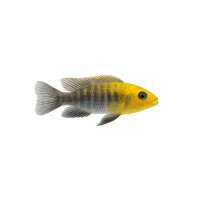 FISCH Zierfisch Aulonac.maylandi Yell.Head 7-9