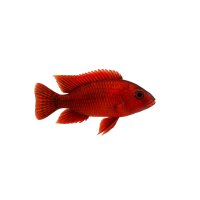 FISCH Zierfisch Aulononcara sp. Red Rubin 5-6 DNZ